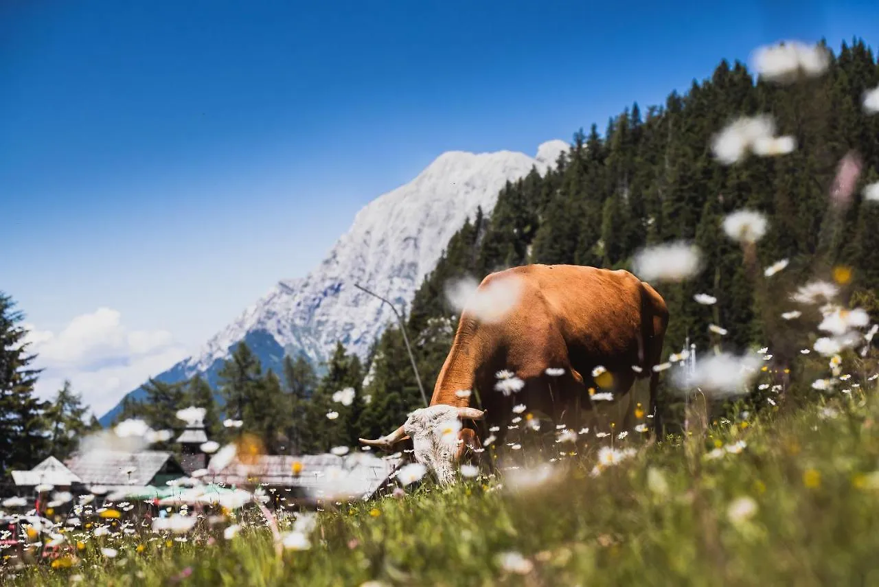 Apartments Zvoh, Krvavec, Ski-In, Ski-Out Cerklje na Gorenjskem